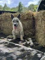 Hoss, a male Australian Cattle Dog for sale in Tampa, FL – 6 of 6