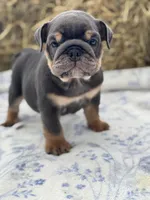 Emma, a female English Bulldog for sale in Tampa, FL – 5 of 6