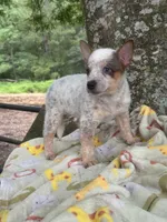 Sugar, a female Australian Cattle Dog for sale in Tampa, FL – 6 of 6
