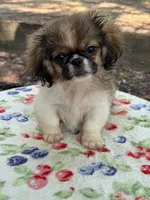 Theodore, a male Pekingese for sale in Tampa, FL – 4 of 7