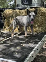 Daniel , a male Australian Cattle Dog for sale in Tampa, FL – 4 of 6