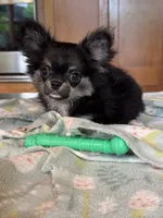 Flora, a female Chihuahua for sale in Tampa, FL – 2 of 4