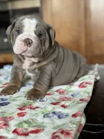 Alfredo, a male English Bulldog for sale in Tampa, FL – 2 of 4