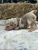Athena, a female English Bulldog for sale in Tampa, FL – 6 of 10