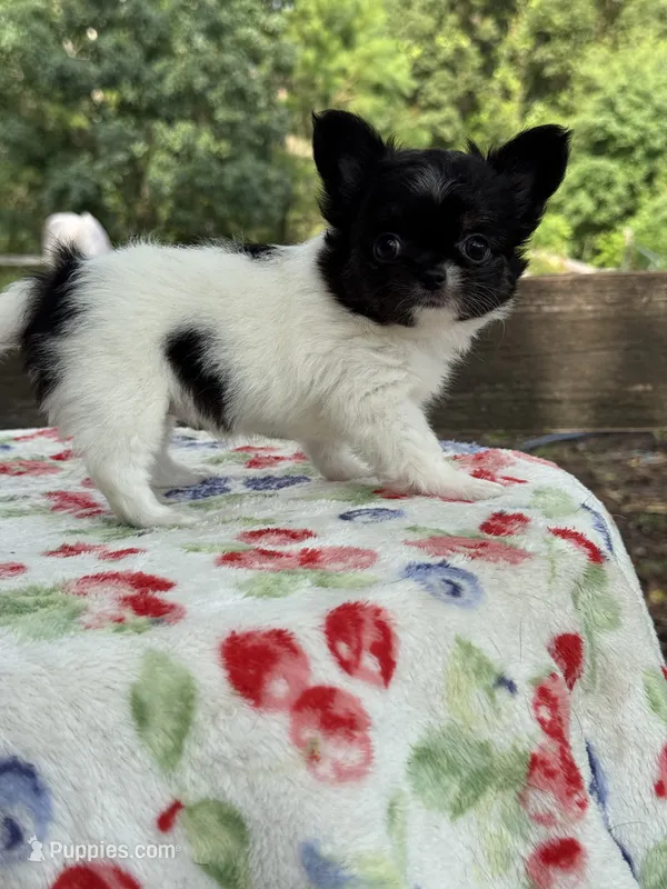 Chelsea  – Chihuahua puppy for sale in Tampa, FL