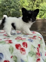 Chelsea , a female Chihuahua for sale in Tampa, FL – 1 of 5