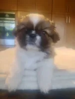 Theodore, a male Pekingese for sale in Tampa, FL – 2 of 3