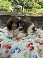 Daphne , a female Pekingese for sale in Tampa, FL – 7 of 10