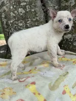 Bear , a male Australian Cattle Dog for sale in Tampa, FL – 2 of 4