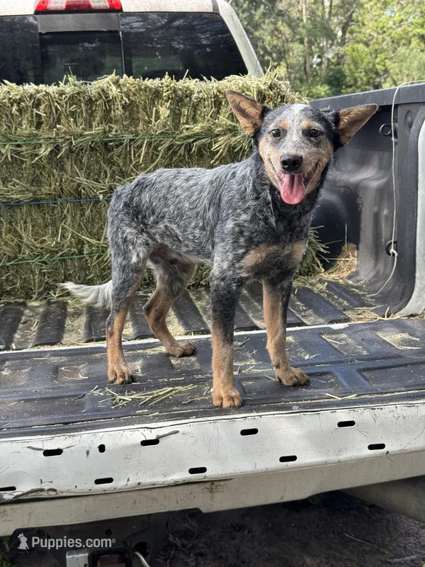Sammy – Australian Cattle Dog puppy for sale in Tampa, FL