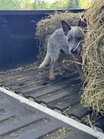 Clint , a male Australian Cattle Dog for sale in Tampa, FL – 4 of 5
