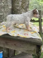 Sugar, a female Australian Cattle Dog for sale in Tampa, FL – 5 of 6