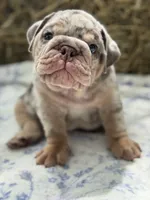 Athena, a female English Bulldog for sale in Tampa, FL – 4 of 10