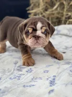 Kisses , a female English Bulldog for sale in Tampa, FL – 5 of 8