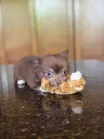 Hershey , a male Chihuahua for sale in Tampa, FL – 4 of 8