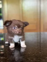 Hershey , a male Chihuahua for sale in Tampa, FL – 6 of 8