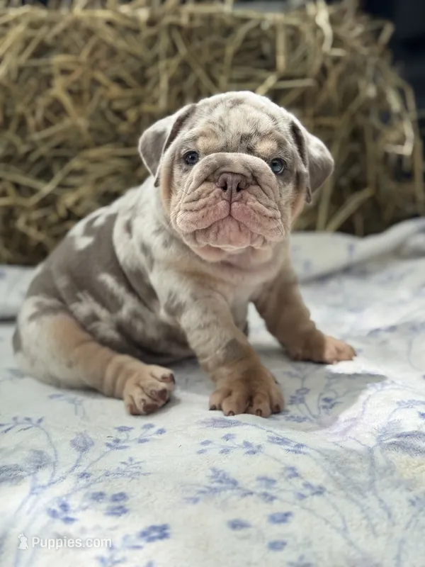 Athena – English Bulldog puppy for sale in Tampa, FL