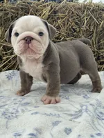 Cillian , a male English Bulldog for sale in Tampa, FL – 7 of 7