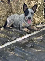 Willow, a female Australian Cattle Dog for sale in Tampa, FL – 2 of 4