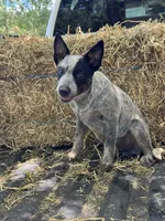 Bronc , a male Australian Cattle Dog for sale in Tampa, FL – 2 of 4