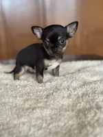 processed/3395ca40-73e7-489a-9325-ef2fa1de27b8/listing/79ba8ee5-1c18-4593-af9f-dad0202fc5f8/9d1b2ecb-6c22-414f-a44d-86a94fe501cb