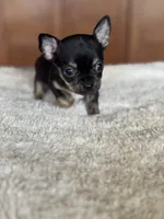 processed/3395ca40-73e7-489a-9325-ef2fa1de27b8/listing/79ba8ee5-1c18-4593-af9f-dad0202fc5f8/f9e30054-0ade-46df-af84-37fb5a10e5b2