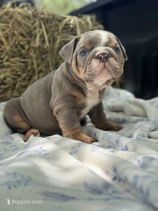 Henry – English Bulldog puppy for sale in Tampa, FL