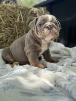 Henry, a male English Bulldog for sale in Tampa, FL – 1 of 4