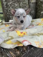Bella , a female Australian Cattle Dog for sale in Tampa, FL – 3 of 5