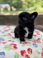 Bear, a male Chihuahua for sale in Tampa, FL – 3 of 6