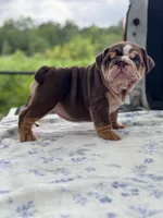 Kisses , a female English Bulldog for sale in Tampa, FL – 4 of 8