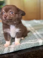 Hershey , a male Chihuahua for sale in Tampa, FL – 7 of 8
