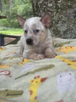 Saffron , a female Australian Cattle Dog for sale in Tampa, FL – 2 of 4