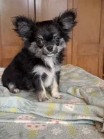 Flora, a female Chihuahua for sale in Tampa, FL – 1 of 4