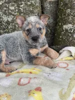 Dean, a male Australian Cattle Dog for sale in Tampa, FL – 2 of 4