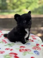 Bear, a male Chihuahua for sale in Tampa, FL – 5 of 6