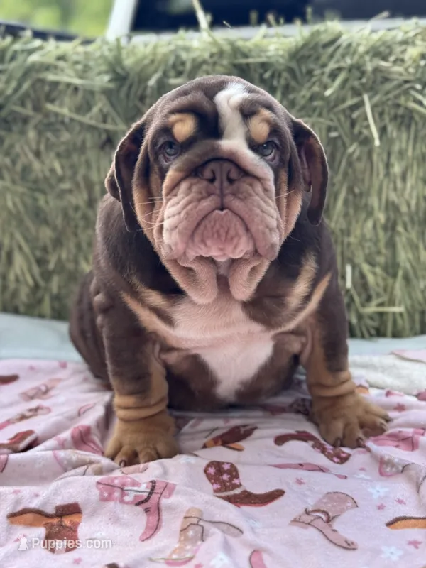 Kisses  – English Bulldog puppy for sale in Tampa, FL