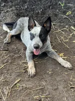 Bronc , a male Australian Cattle Dog for sale in Tampa, FL – 3 of 4