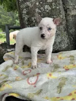 Bear , a male Australian Cattle Dog for sale in Tampa, FL – 3 of 4