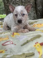 Saffron , a female Australian Cattle Dog for sale in Tampa, FL – 4 of 4