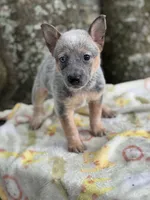 Annie , a female Australian Cattle Dog for sale in Tampa, FL – 4 of 4