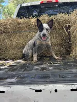 Willow, a female Australian Cattle Dog for sale in Tampa, FL – 3 of 4