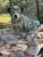 Olive , a female Australian Cattle Dog for sale in Tampa, FL – Photo 1 of 4