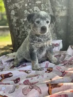 Olive , a female Australian Cattle Dog for sale in Tampa, FL – Photo 2 of 4