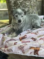 Olive , a female Australian Cattle Dog for sale in Tampa, FL – Photo 3 of 4