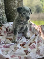 Olive , a female Australian Cattle Dog for sale in Tampa, FL – Photo 4 of 4