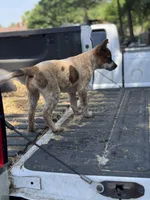 Maggie, a female Australian Cattle Dog for sale in Tampa, FL – Photo 3 of 6