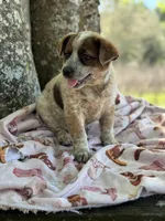 Maggie, a female Australian Cattle Dog for sale in Tampa, FL – Photo 4 of 7