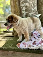 Maggie, a female Australian Cattle Dog for sale in Tampa, FL – Photo 5 of 7