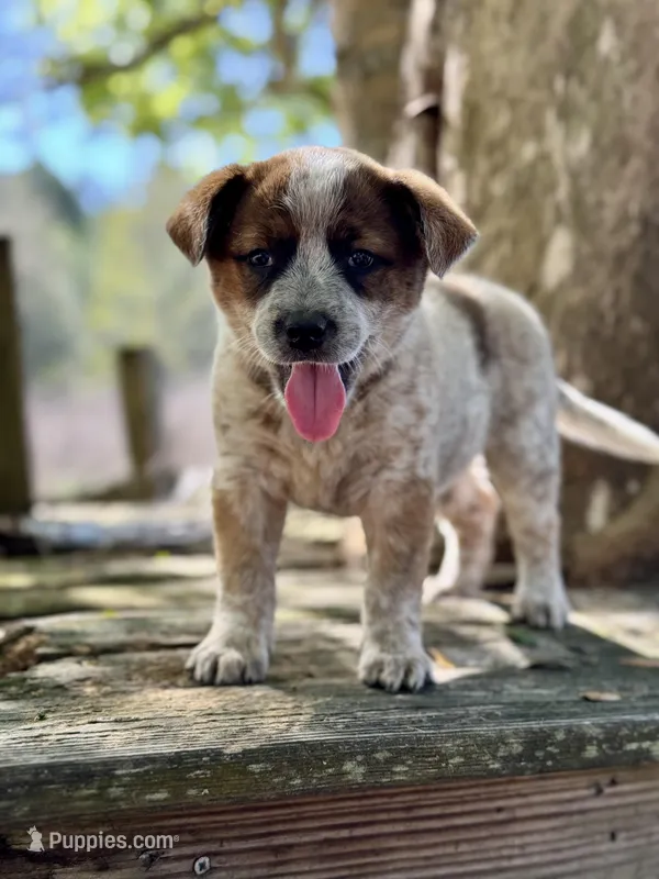 Maggie – Australian Cattle Dog puppy for sale in Tampa, FL